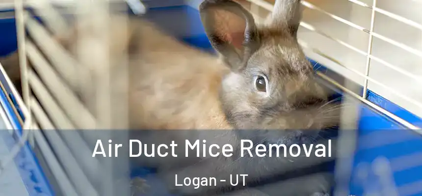  Air Duct Mice Removal Logan - UT